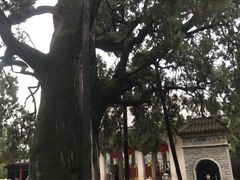 -黄帝陵