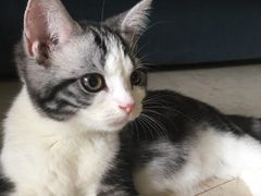 -猫大福·Fortune Cat猫舍(百子湾店)