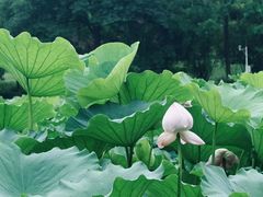 -龙头寺公园