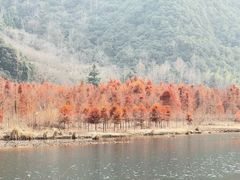 -小芝红树林