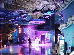 -烟台海昌鲸鲨海洋公园