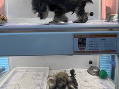 -翊宠yipet猫狗购宠庄园犬舍•猫舍