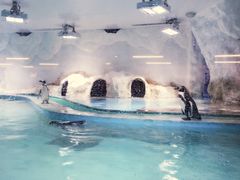 -北戴河圣蓝海洋公园