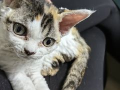 -艾吉宠物医院·疑难杂症转诊中心·猫友好(碧江路院)