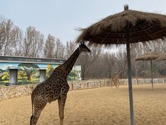 -北京野生动物园