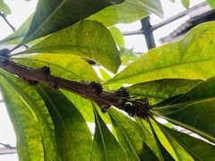 -华南国家植物园-售票处