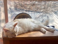 -猫小院猫主题咖啡厅(北锣店)