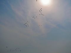 -盐城丹顶鹤湿地生态旅游区
