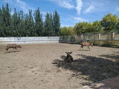 -武清南湖绿博园