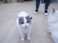 -安格丽娜·狗咖·猫咖羊驼咖(春熙路百盛商场店)