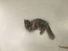 -飞行喵MR PILOT|猫舍·猫咖(静安大融城店)
