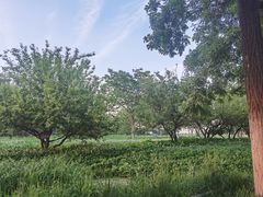 -汉长安城未央宫国家考古遗址公园