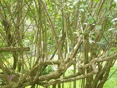 -瑞丽独树成林风景区