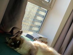 -喵百万·布偶·蓝金金渐层英短·猫舍(百子湾店)
