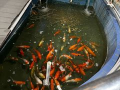 -鲤鱼塘农家山庄