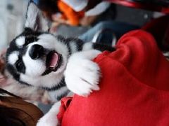 门口宠物小贩出售２-东浩兰生上海世博展览馆