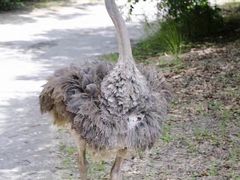 -奥兰多迪士尼动物王国乐园