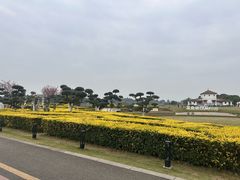-空港花田景区
