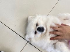 -怪兽屋·羊驼·猫咖·狗咖(俊华广场店)