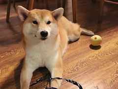 -柴务处·柴犬主题狗咖