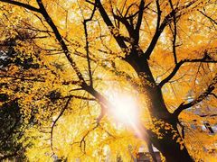 -四川大学(华西校区)