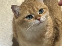 -藏猫猫咖啡主题馆(中央大道店)