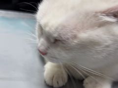 -宠物星动物医院·眼科·异宠·猫科(江南大道总院)