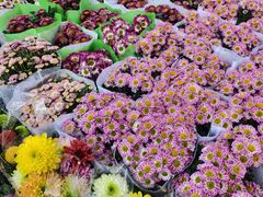 -桂林市花鸟市场