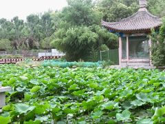 -莲湖公园