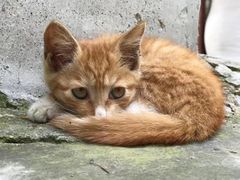 -铁道游击队纪念馆