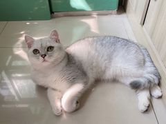 -lincat·猫舍(广州店)