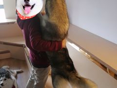 -Husky Go! 哈士奇体验馆·宠物咖啡厅狗咖