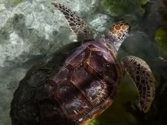 -福州罗源湾海洋世界旅游区