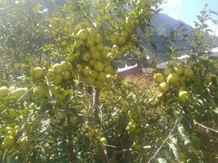 -叠溪松坪沟景区