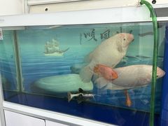 -益财水族馆