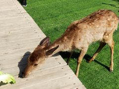 -北京鹿世界主题园