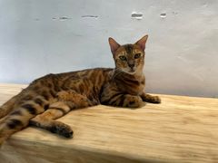 -李小姐の猫咖啡馆(五角场店)