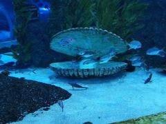 -芜湖新华联大白鲸海洋公园