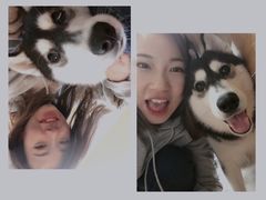 -Husky Go! 哈士奇体验馆·宠物咖啡厅狗咖