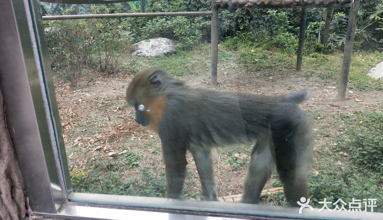 疫情基本平緩後成都動物園也開園了每日只接受三千人