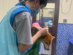-瑞鹏宠物医院·宠保定点·心脏科·内科(御桥分院)