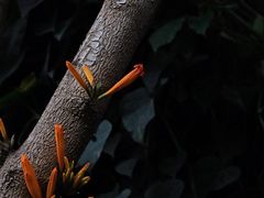 -郑州植物园