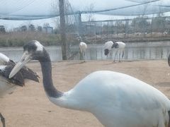 -盐城丹顶鹤湿地生态旅游区
