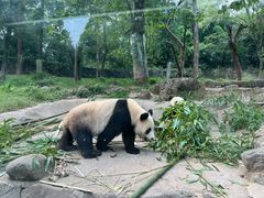 -都江堰中华大熊猫苑