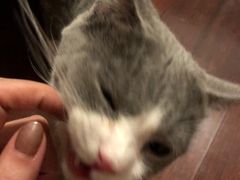 -猫大福·Fortune Cat猫舍(百子湾店)