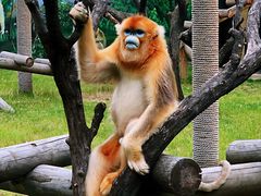 -西安秦岭野生动物园