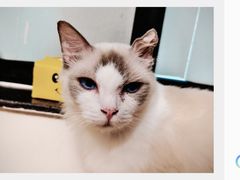 -楼上猫咖(罗湖店)
