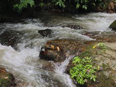 -莫里热带雨林景区