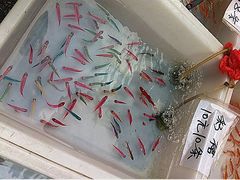 iphone_upload_pic-清平路水族市场