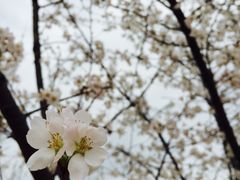 iphone_upload_pic-天适樱花悠乐园